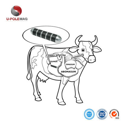 Stainless Coated U-POLEMAG Ceramic Cow Magnet for Improved Cow Health and Performance
