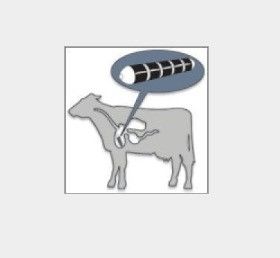 Stainless Coated U-POLEMAG Ceramic Cow Magnet for Improved Cow Health and Performance